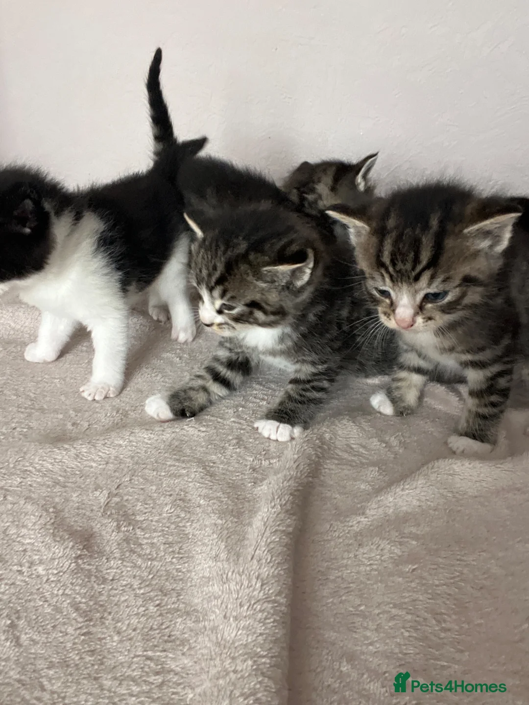 Mixed Breed cats for sale: Ragdoll X kittens REDUCED** - Advert 1
