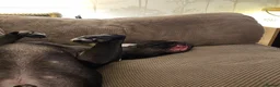 Mixed Breed dogs for sale: Amstaff /staffy  - Advert 6