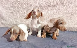 Dachshund dogs for sale: FULLY VAC RAINBOW MINI DAXI PRA CLR KC REG - Image 2