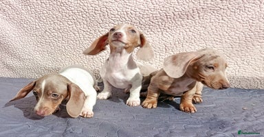 Dachshund dogs - Advert 9