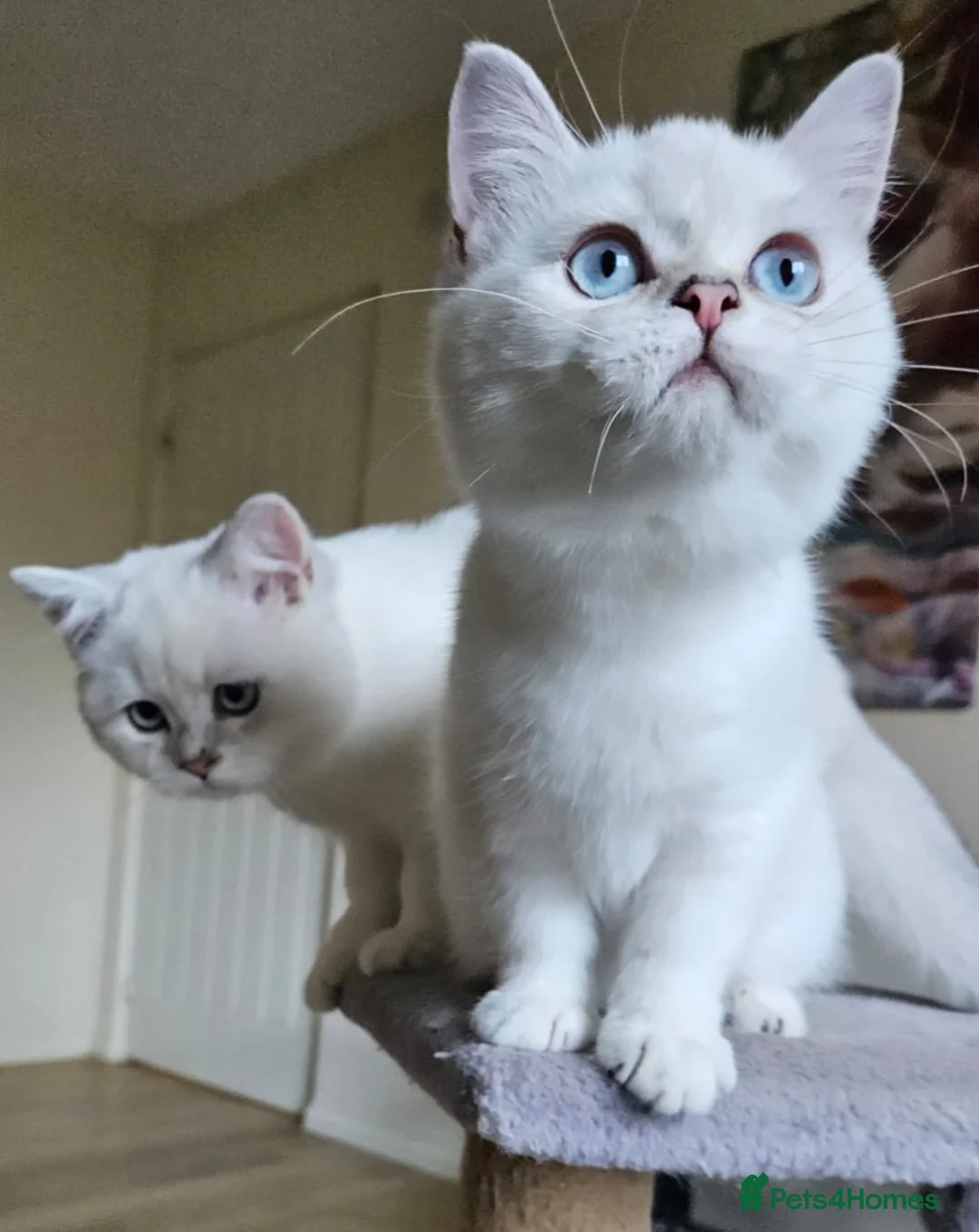 British Shorthair cats for sale: ✨Outstanding Quality British Shorthair Kittens✨ - Advert 6