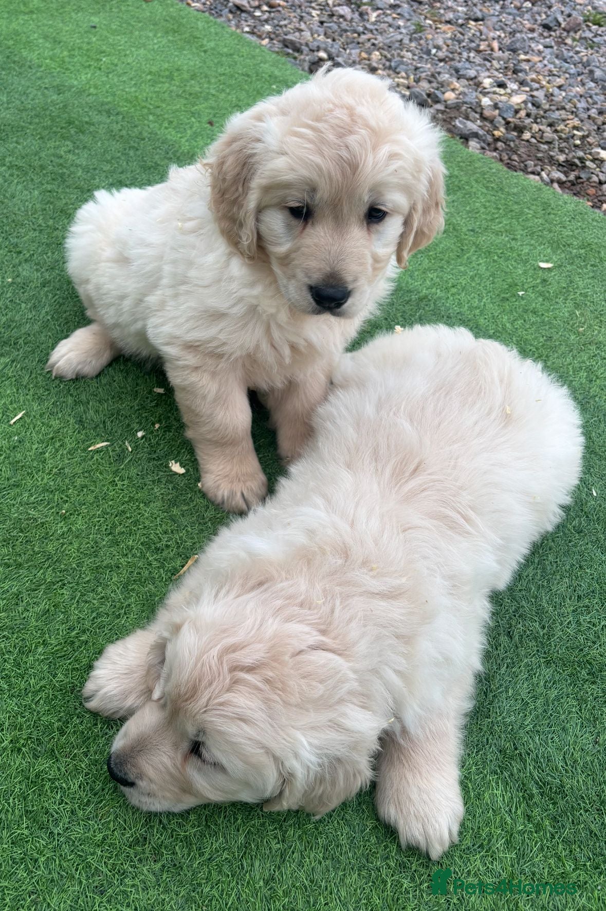 Golden Retriever dogs Adorable golden retriever puppies Ready Now! - Advert 17