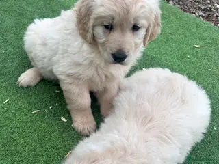 Golden Retriever dogs Adorable golden retriever puppies Ready Now! - Advert 17