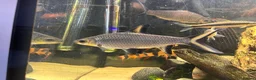 Cichlids fish for sale: Cichlids and clown loach for sale  in Ware - Advert 13