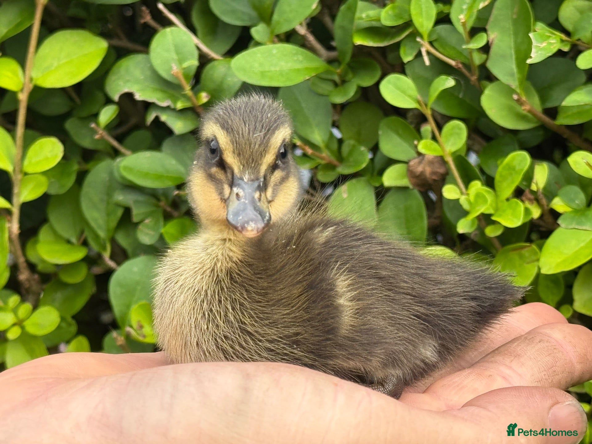 Ducks poultry Stunning pure bred Runner Ducks  - Advert 7
