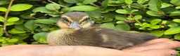 Ducks poultry for sale: Stunning pure bred Runner Ducks  - Advert 6