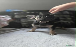 French Bulldog dogs for sale: French bulldog puppies  - Image 5