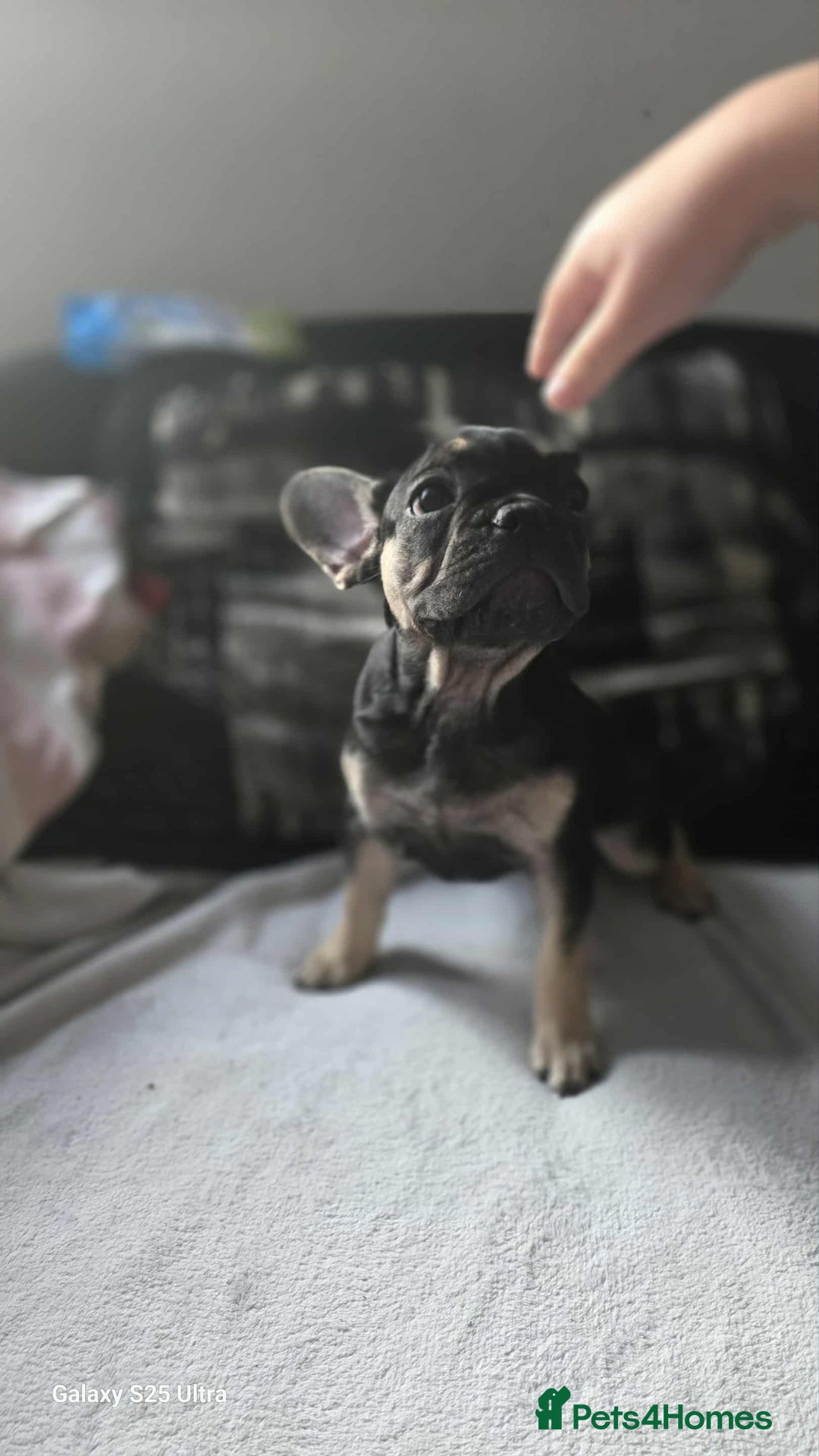 French Bulldog dogs for sale: French bulldog puppies  - Image 5