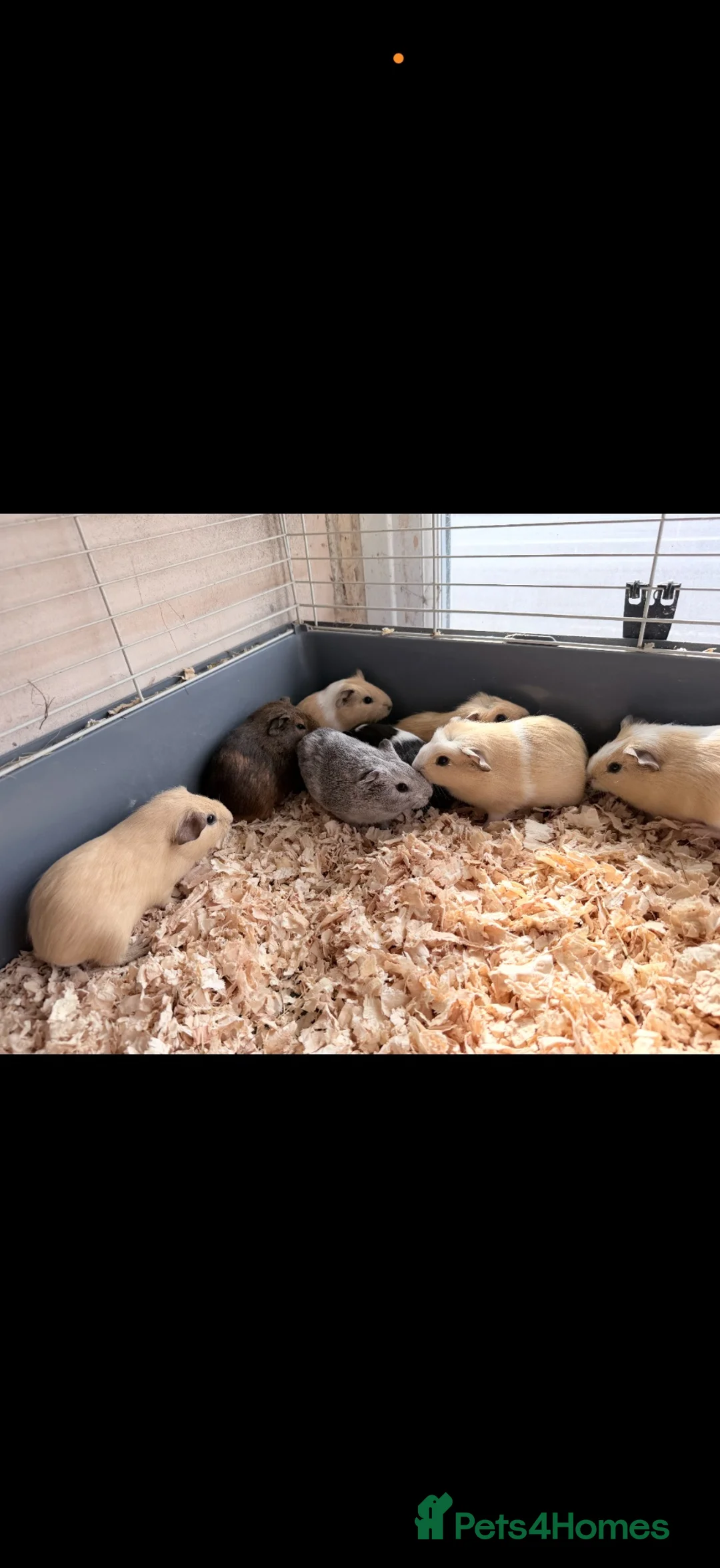 Guinea Pig rodents for sale: Guineapigs for sale - Advert 2