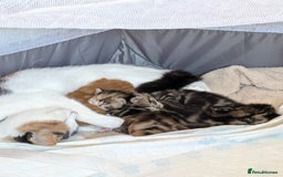 Mixed Breed cats for sale: Playful kittens  - Image 4