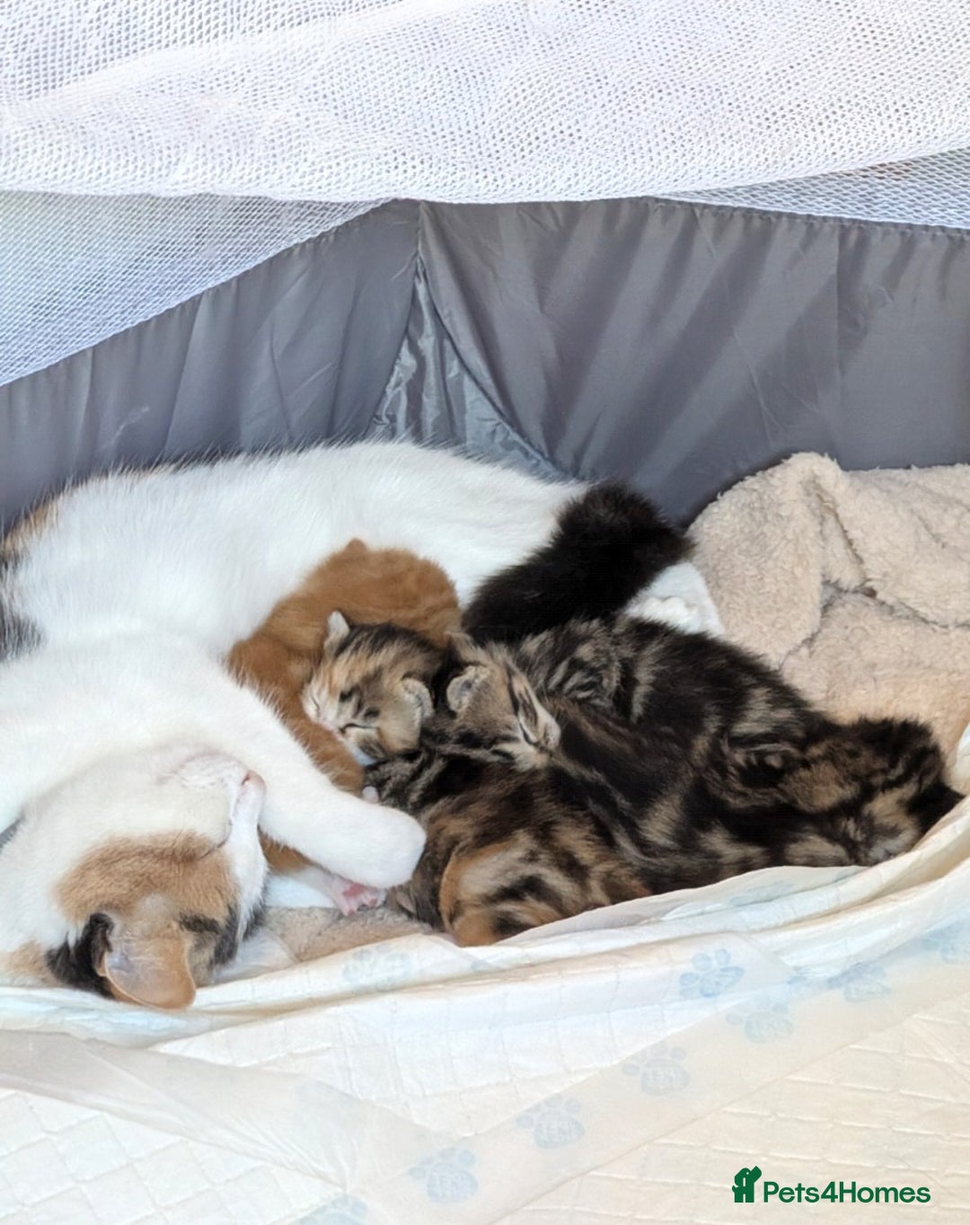 Mixed Breed cats for sale: Playful kittens  - Image 4