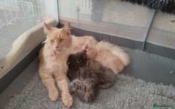 Maine Coon cats for sale: Adorable Maine coons - Image 4