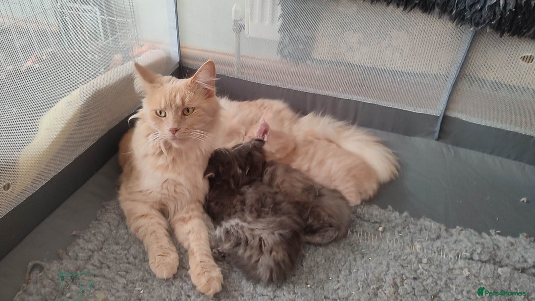Maine Coon cats for sale: Adorable Maine coons - Image 4