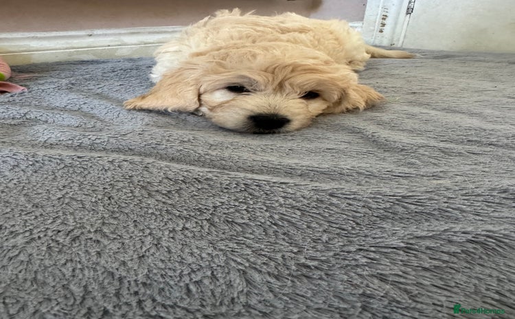 Mini Goldendoodle dogs - Advert 1
