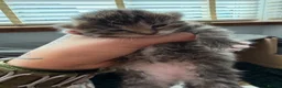 British Longhair cats for sale: Stunning 4 kittens in Kidderminster - Advert 22