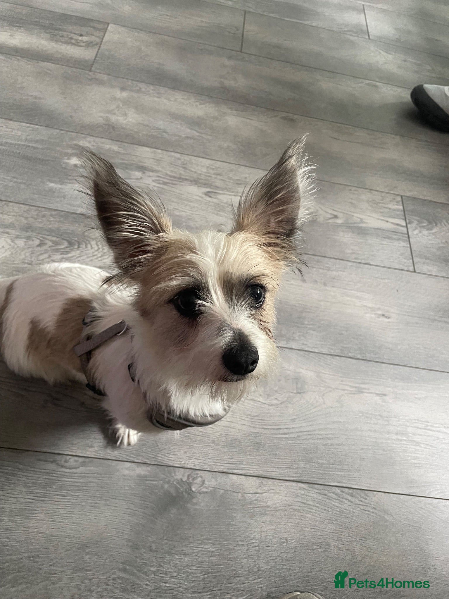 Mixed Breed dogs Lovely Crossbread Girl - Advert 4