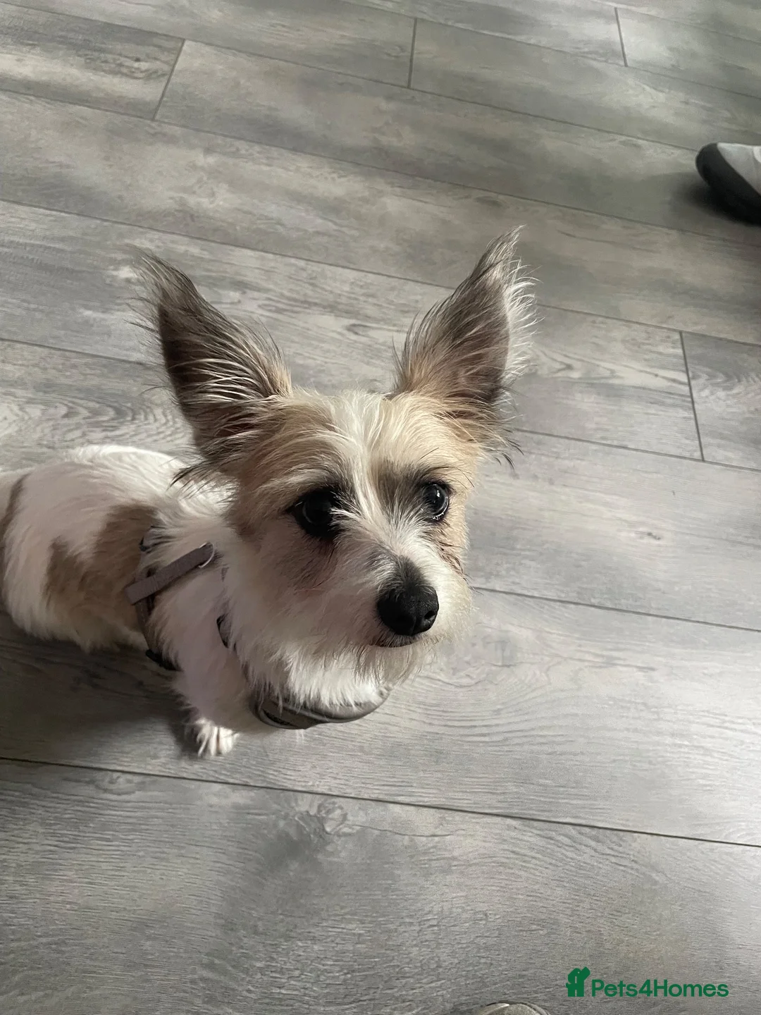 Mixed Breed dogs for sale: Lovely Crossbread Girl - Advert 1