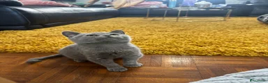 British Shorthair 2
