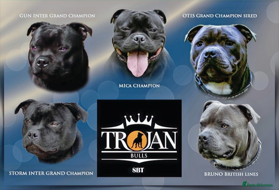 Staffordshire Bull Terrier dogs for stud: 🏆TROJANBULLS CHAMPION STAFFORD STUDS🏆 in Basingstoke - Image 1