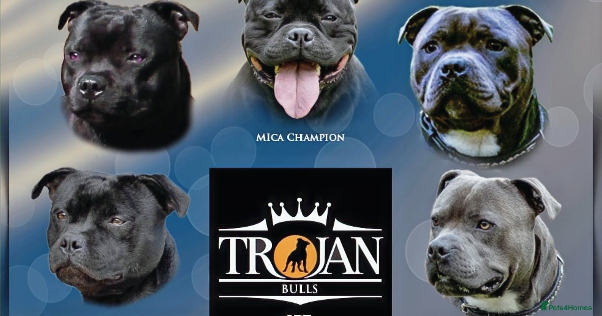 TROJANBULLS CHAMPION STAFFORD STUDS for stud in