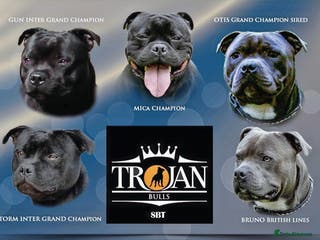 Staffordshire Bull Terrier dogs 🏆TROJANBULLS CHAMPION STAFFORD STUDS🏆 in Basingstoke - Advert 19