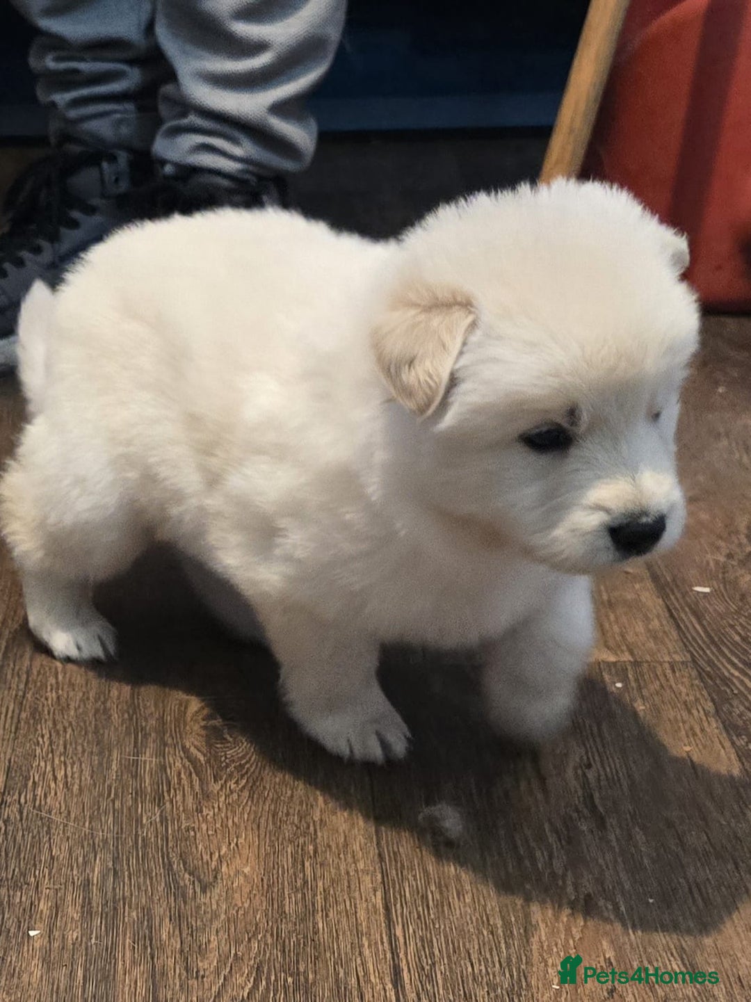 Mixed Breed dogs for sale: Northern Inuit x German shepherd puppies for sale  - Advert 7