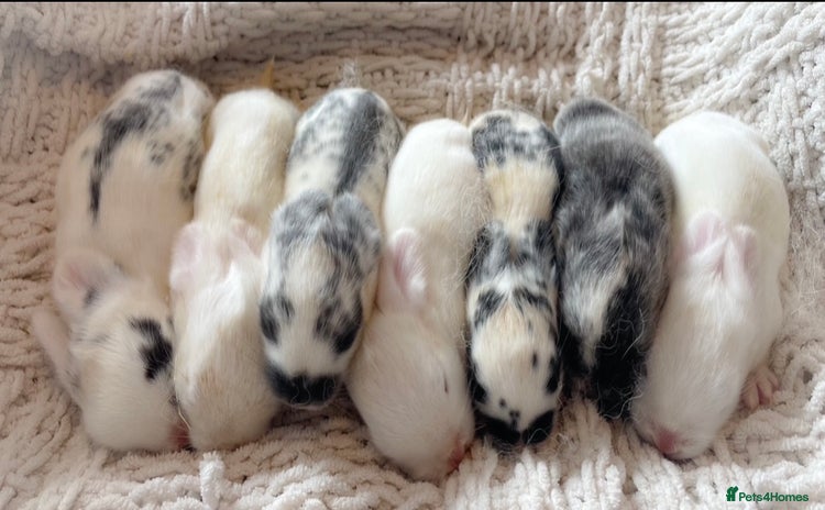 Mini Lop rabbits - Advert 6