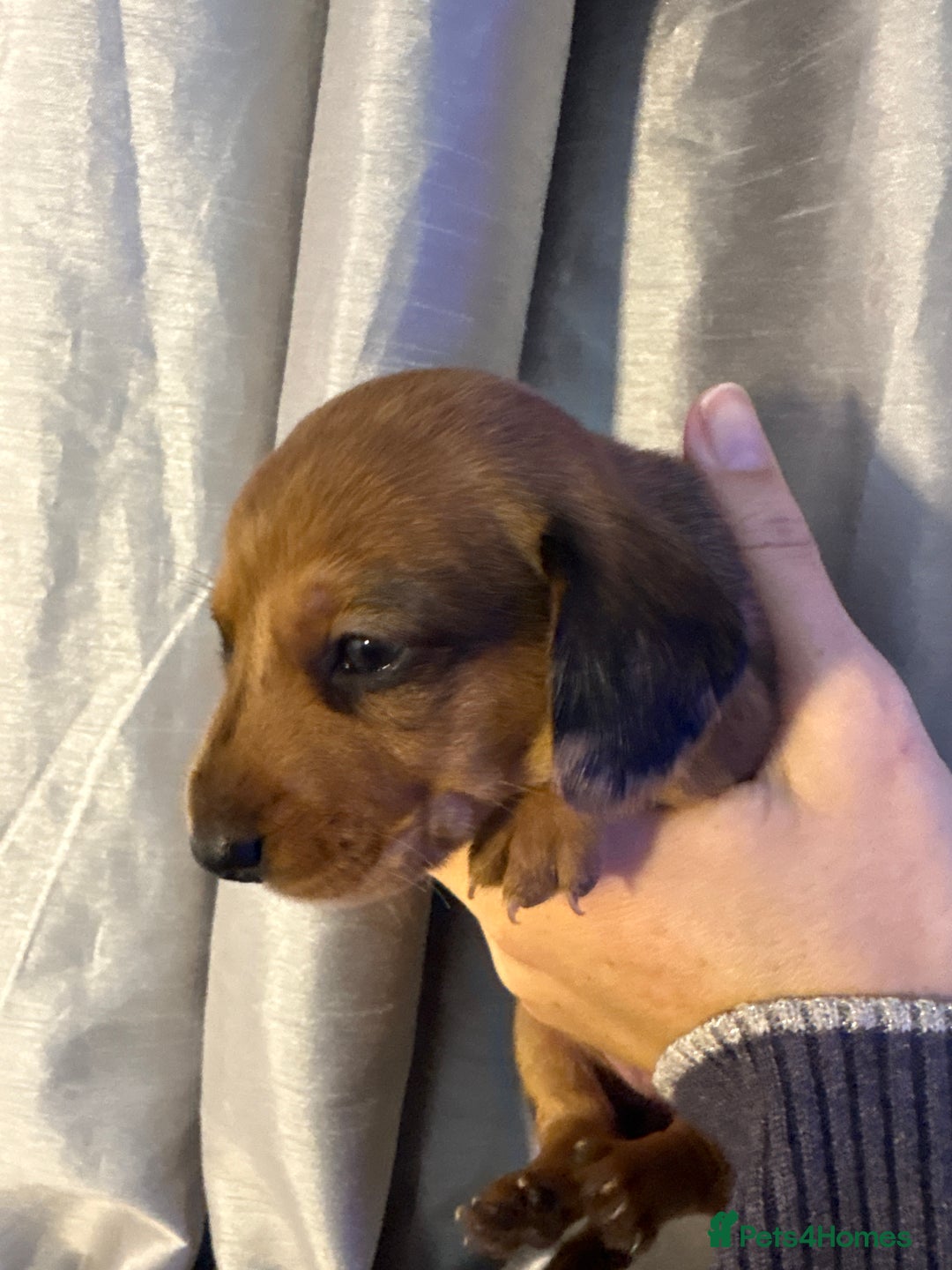 Dachshund dogs for sale: Beautiful dachshunds ready to leave now - Advert 23