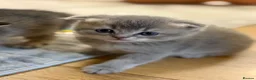 Scottish Fold cats for sale: Scotish Kitten - Advert 4