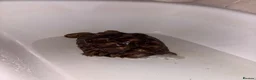 Tortoise reptiles for sale: Sulcata tortoise  - Advert 5