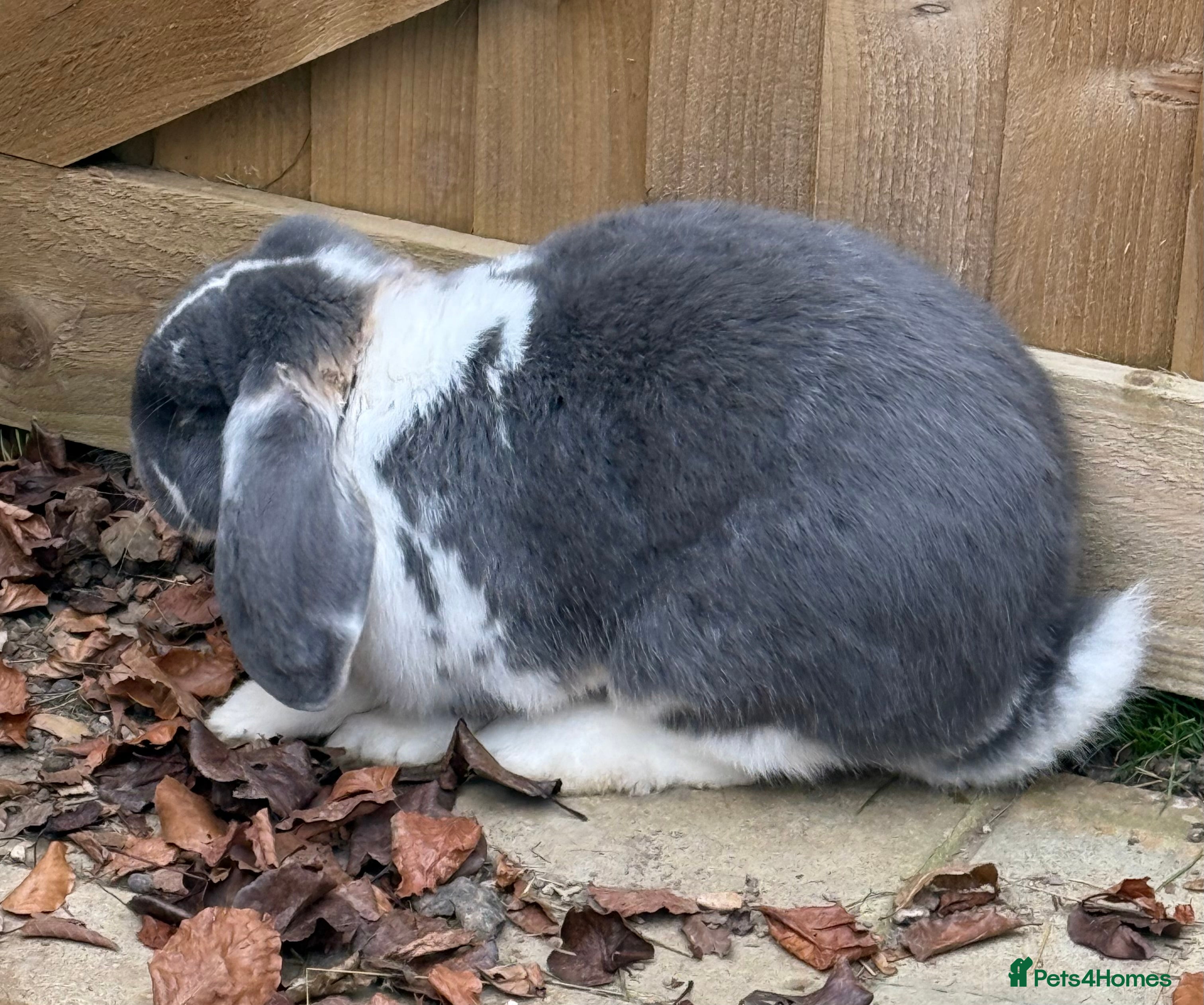 French Lop rabbits Stunning blue otter butterfly boy  - Advert 7