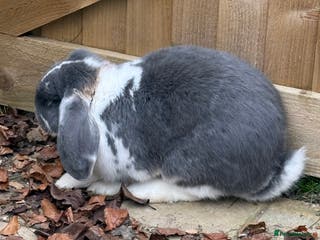 French Lop rabbits Vaccinated Stunning blue otter butterfly boy - Advert 16