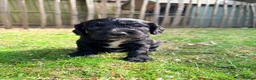 Cocker Spaniel dogs for sale: Working Cocker Spaniel Puppies  in Newmarket - Advert 7