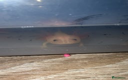 Axolotl reptiles for sale: Baby axolotls  - Advert 3