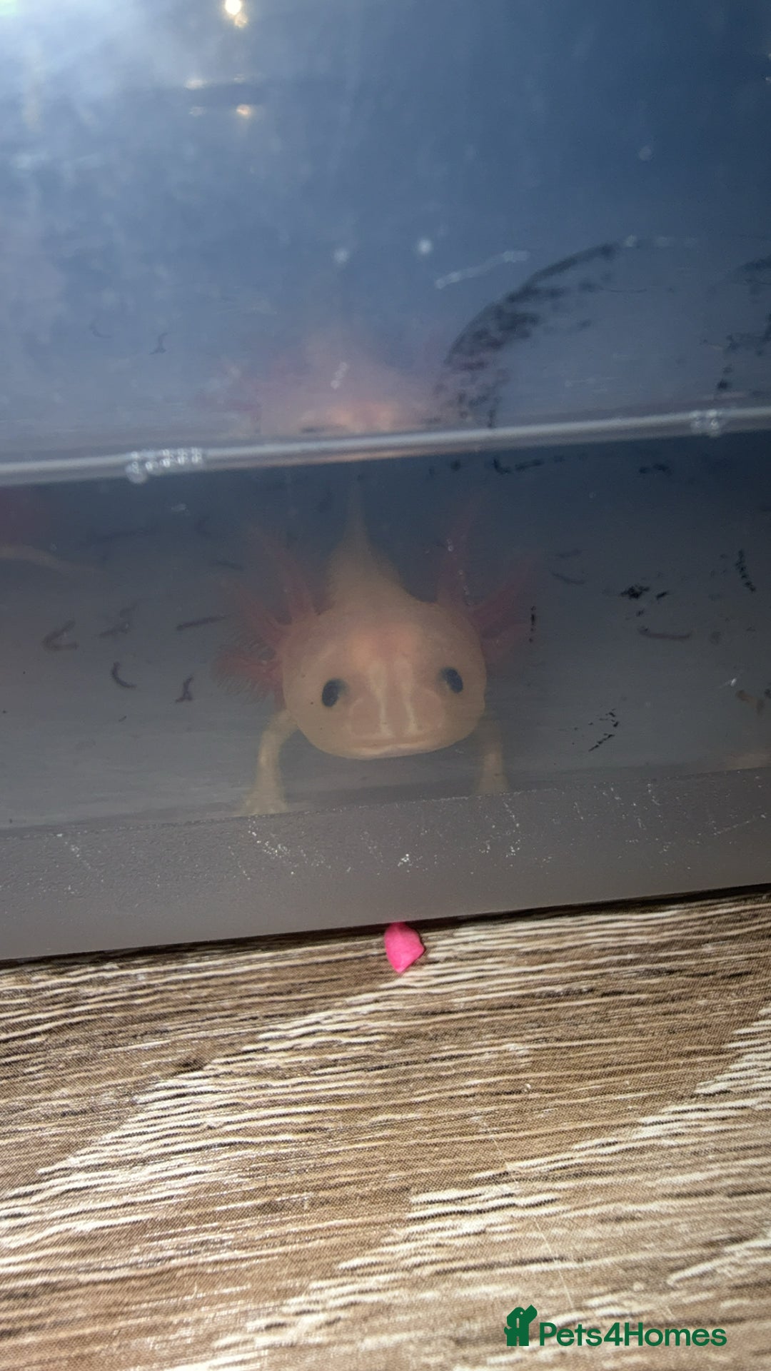 Axolotl reptiles for sale: Baby axolotls  - Advert 3