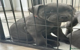 Staffordshire Bull Terrier dogs for sale: STUNNING litter of blue staffy pups - Image 4