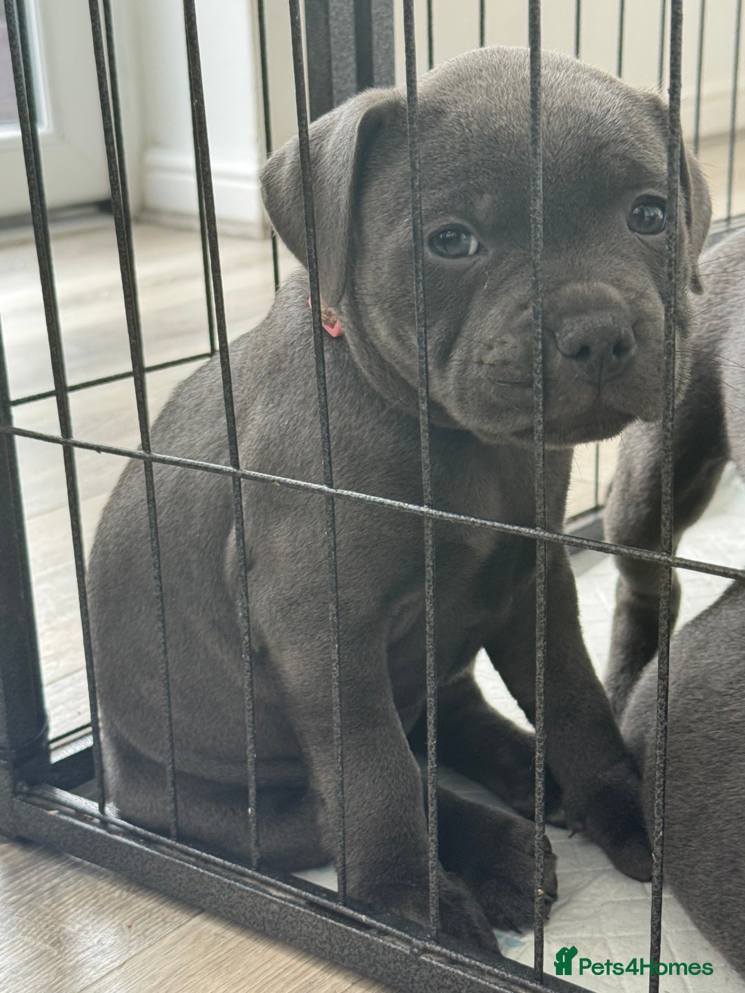 Staffordshire Bull Terrier dogs for sale: STUNNING litter of blue staffy pups - Image 4