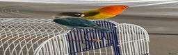 Lovebirds birds for sale: Love bird couple blue(female) orange(male) - Advert 1