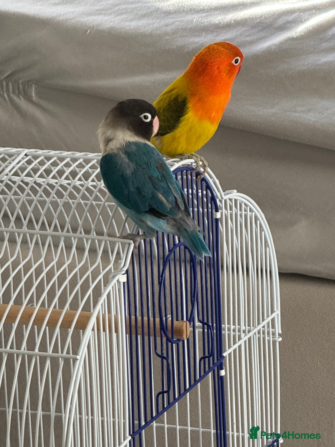 Lovebirds birds for sale: Love bird couple blue(female) orange(male) - Advert 1