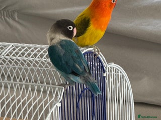 Lovebirds birds Love bird couple blue(female) orange(male) - Advert 8