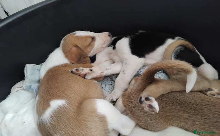 Mixed Breed dogs - Advert 8