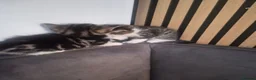 Mixed Breed cats for sale: Fluffy fur babies in Stoke-on-Trent - Advert 4