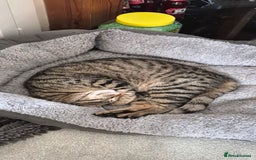 Maine Coon cats for sale: 3 cats looking for a loving home - Image 13