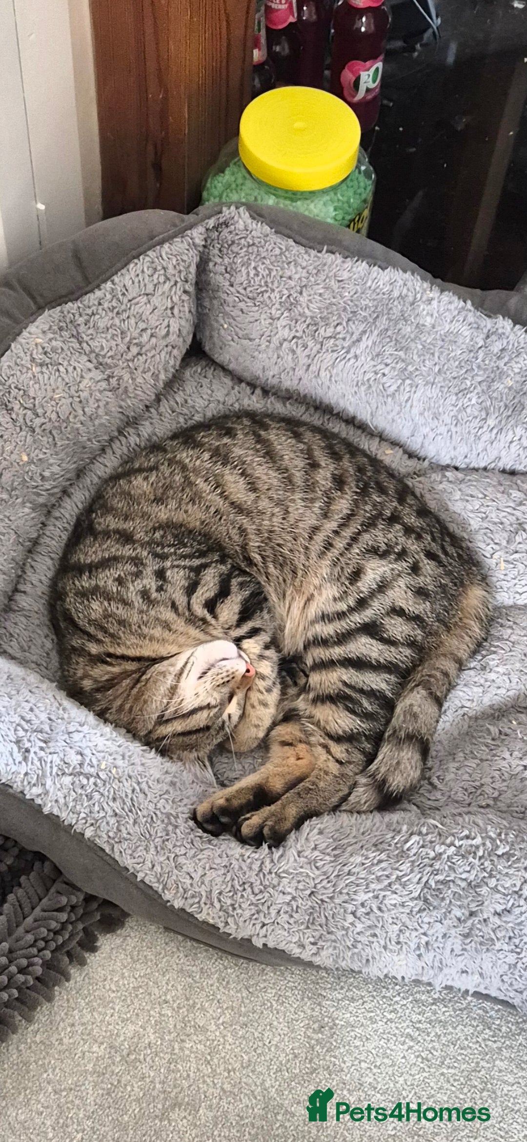 Maine Coon cats for sale: 3 cats looking for a loving home - Image 13