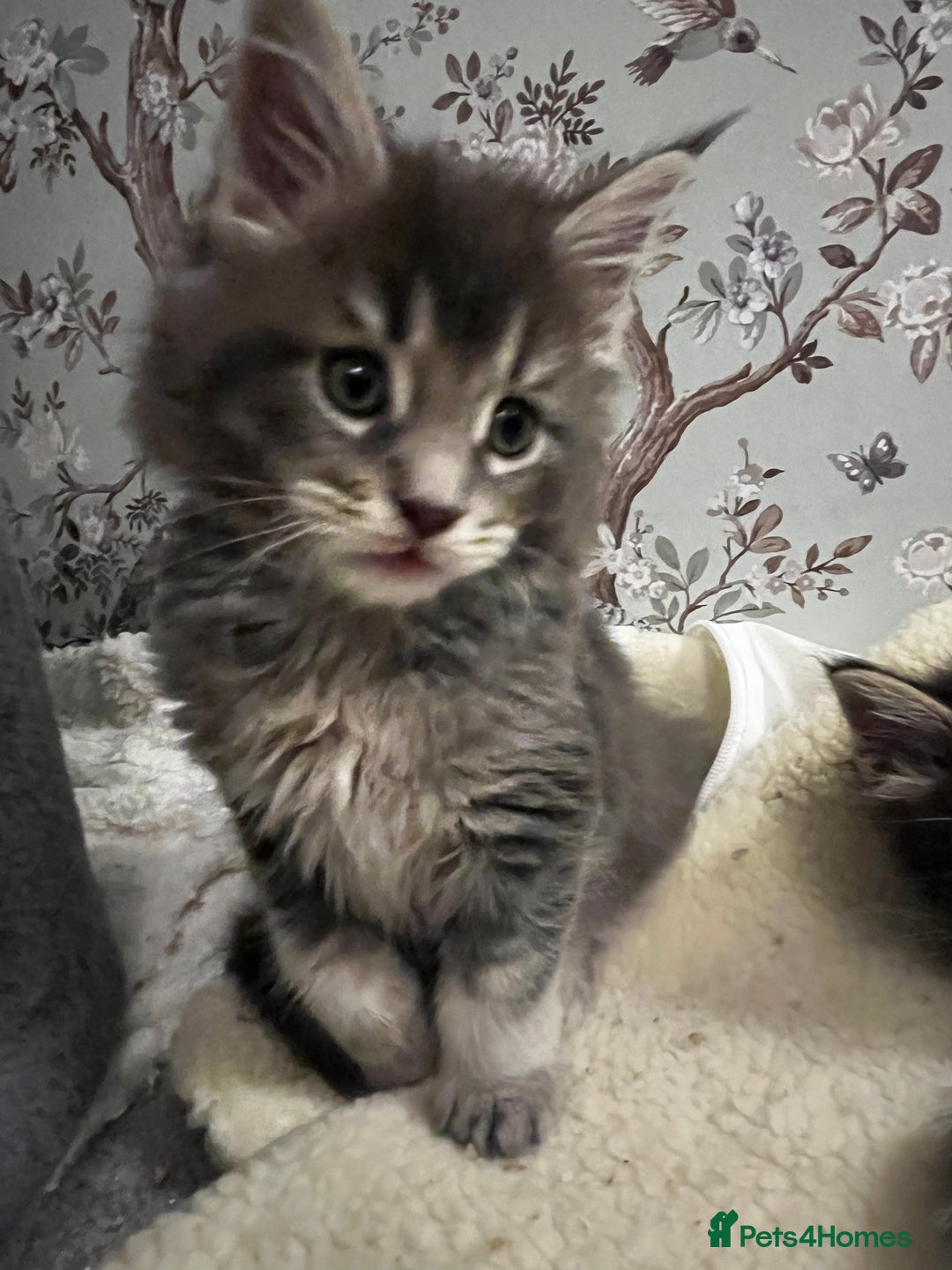 Maine Coon cats for sale:  Pedigree Maine Coon kittens - Advert 16