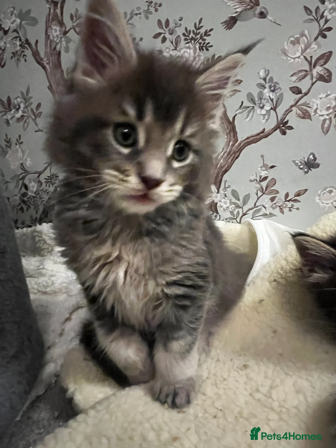 Maine Coon cats for sale:  Pedigree Maine Coon kittens - Advert 16