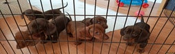 Dachshund dogs for stud: FOR STUD PROVEN kc reg Choc & tan mini dachshund in Sunderland - Advert 14