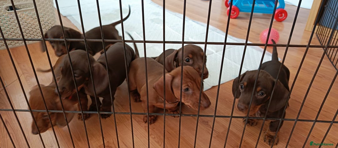 Dachshund dogs for stud: FOR STUD PROVEN kc reg Choc & tan mini dachshund in Sunderland - Advert 14