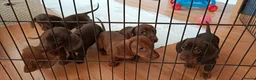 Dachshund dogs for stud: FOR STUD PROVEN kc reg Choc & tan mini dachshund in Sunderland - Advert 14