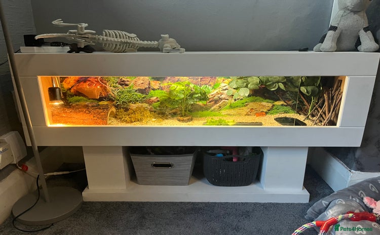 Hermann Tortoise reptiles - Advert 1